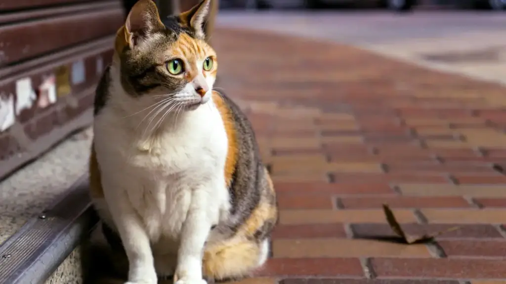 Қадамҳои амалии маркетингӣ барои ёфт ва ҳамкорӣ бо креаторони Twitter-и Эквадор то фурӯши мағозаи онлайниро афзоон диҳед.