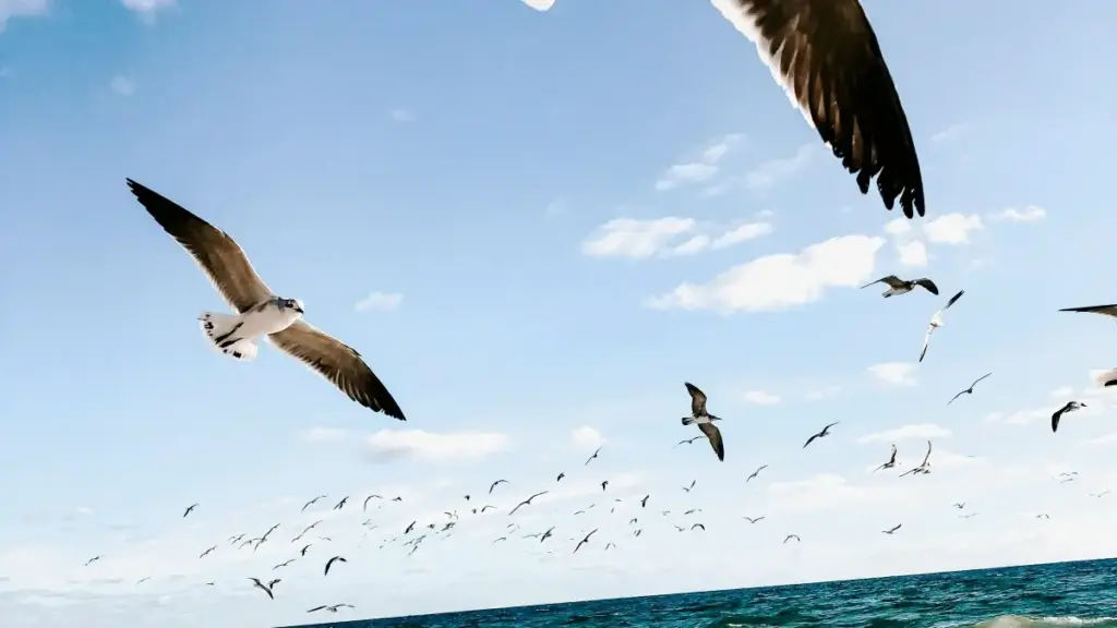 Роҳнамое барои рекламадорон дар Тоҷикистон: чӣ тавр эҷодгарони Chingari дар Белгияро пайдо ва ҳамкорӣ кунед, бо маслиҳатҳои амалӣ, таҳлил ва мисолҳои воқеӣ.