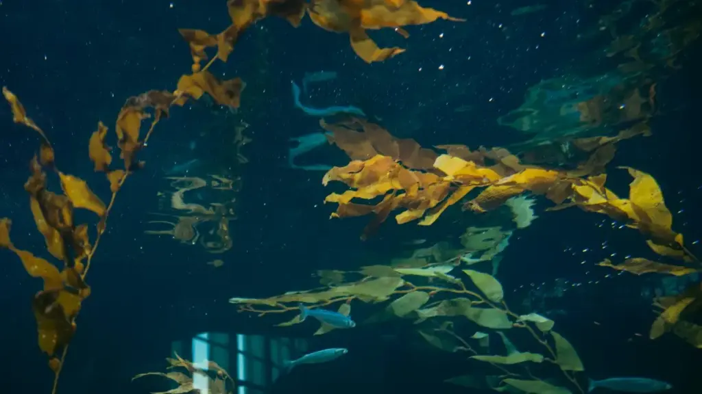 Қадам ба қадам барои рекламадиҳандагони Тоҷикистон: чӣ гуна креаторҳои Нигерияро дар WeChat пайдо, отвер ва ҳамкорӣ бо онҳо барои dance challenges созмон додан — стратегияи маҳаллӣ ва амалӣ.