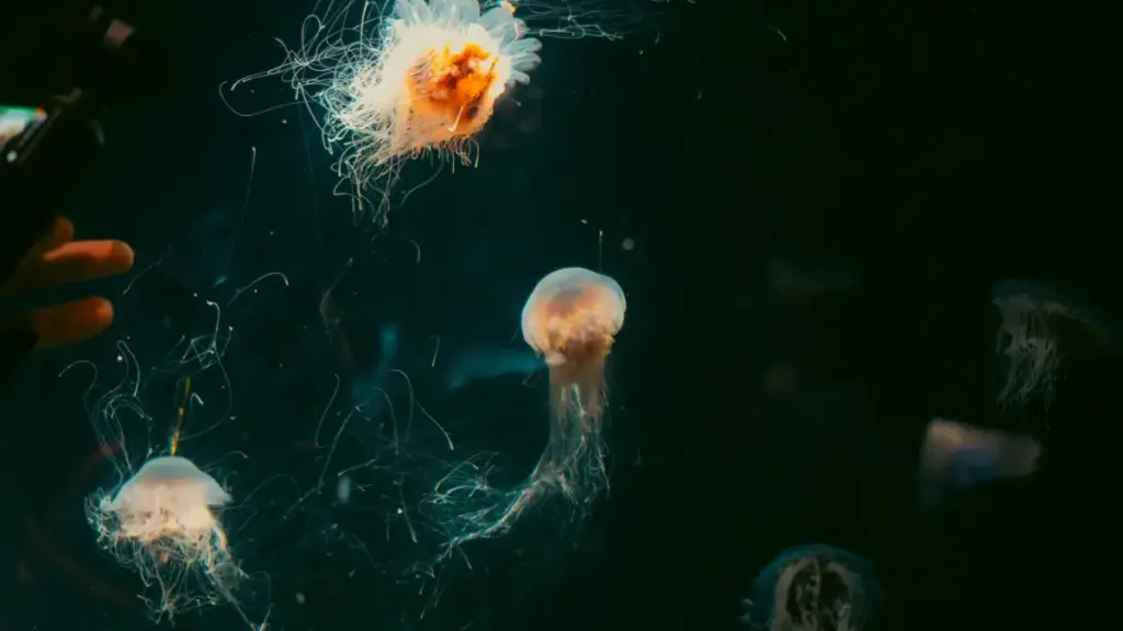 Қадам-бақадам баён: чӣ гуна бо брендҳои Чех дар Twitter муошират кардан, тарҳи пешниҳод, ва пулдор кардани giveaway — барои креаторони Тоҷикистон.