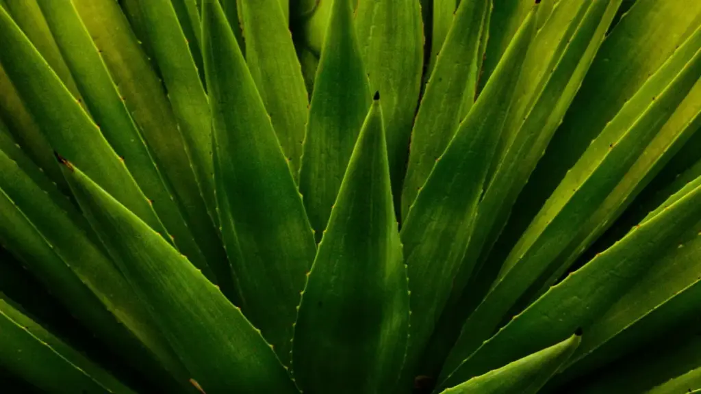 Роҳнамои амалӣ барои креаторҳои Тоҷикистон: чӣ гуна ба брендҳои Парагвай дар Rumble муошират кардан, пешниҳодҳои брендӣ пешкаш кардан ва дарсҳои брендишуда созед — маслиҳатҳои тактикӣ, сценарияҳои воқеӣ ва хатари платформа.