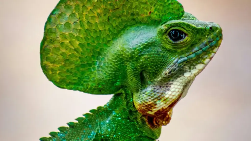 Роҳнамои амалӣ барои креаторони Тоҷикистон: чӣ тавр ба брендҳои Туркия дар Lazada расида, шартномаҳои микро‑seeding гиред ва кампейнҳоро босамар пеш баред.