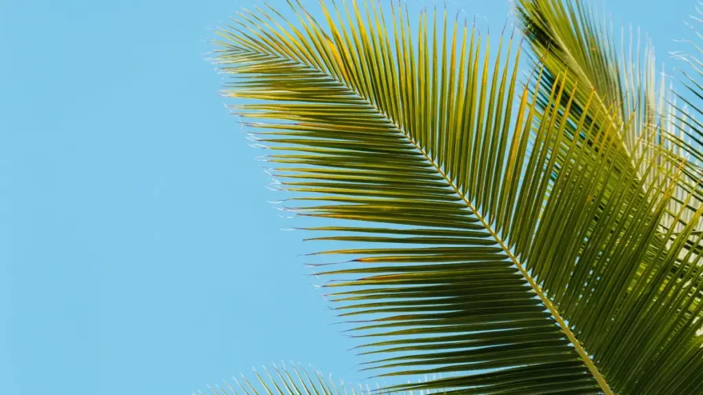 Роҳнамое амалӣ барои брендҳо дар Тоҷикистон: чӣ гуна дар Twitch ва платформаҳои марбут стримерҳои Полшаро барои ҳамкорӣ дар челленҷҳои рақсӣ пайдо ва ба тарҳҳо ҷалб кардан мумкин аст.