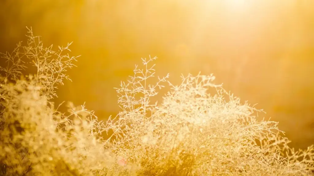 Роҳнамо барои креаторҳои Тоҷикистон: чӣ тавр ба брендҳои Исланд дар Discord бирасед ва платформаҳои таълимиро барои баррасӣ пешниҳод кунед.