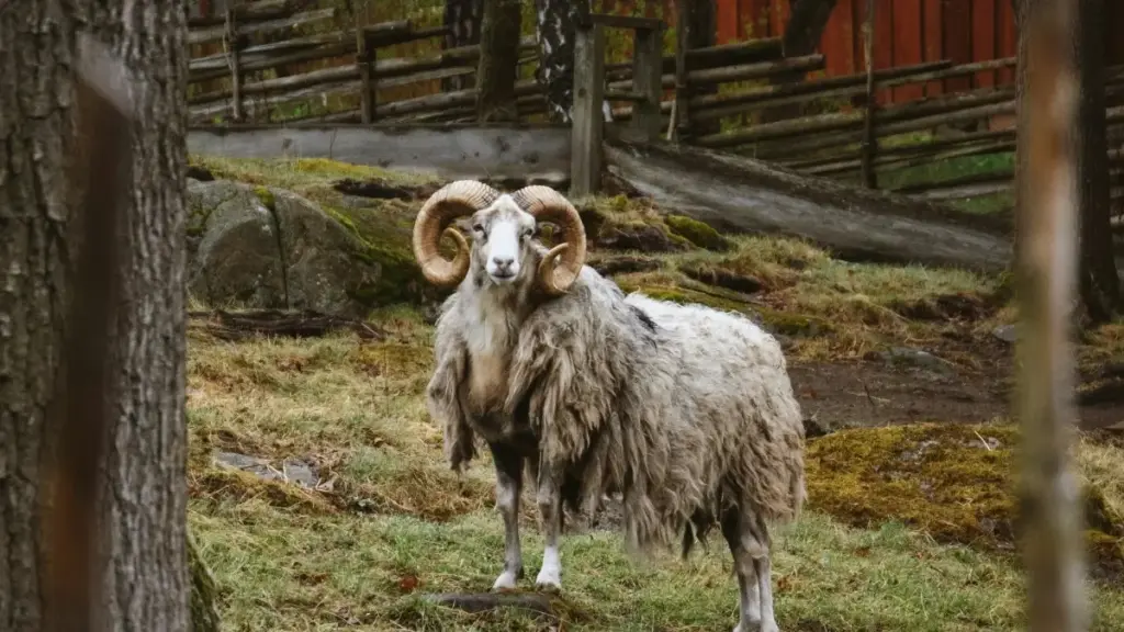 Чӣ гуна дар Белгия созандагони eBay-ро барои кампанияҳои афилизӣ пайдо кардан ва ҳамкорӣ кардан — нақшаи амалӣ барои рекламдиҳандагони тоҷик.