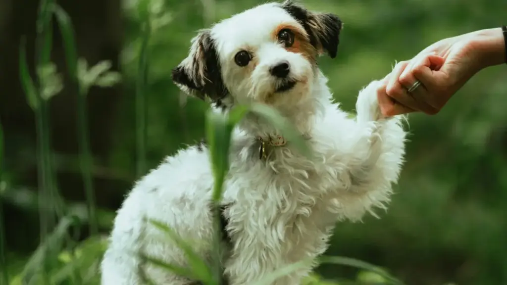 Роҳнамои амалиётӣ барои рекламагарони Тоҷикистон: чӣ гуна креаторҳои Spain Threads-ро ёфтан ва онҳоро барои аксияҳои мавсимӣ ҷалб кардан—хаттӣ бо стратегия, хатарҳо ва мисолҳои воқеӣ.