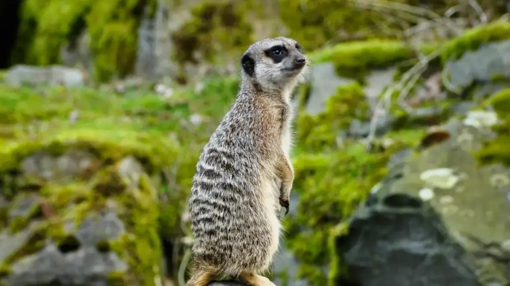 Роҳнамои амалӣ барои креаторҳои Тоҷикистон: тарзи тамос бо брендҳои Австралия дар Zalo, стратегияҳо барои эътимодсозӣ ва мисолҳои воқеӣ аз кампейнҳои муваффақ.