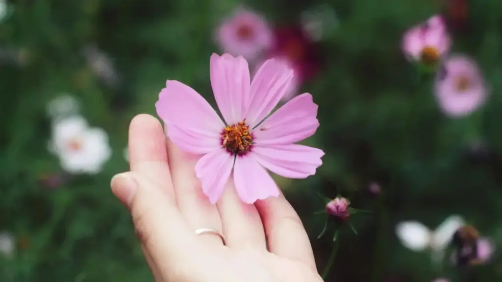 Роҳи амалӣ барои созандагон дар Тоҷикистон: қадамҳои воқеӣ барои расидан ба брендҳои Iceland дар Lazada, дастур барои муроҷиат, мисолҳо ва маслиҳатҳои трендӣ.