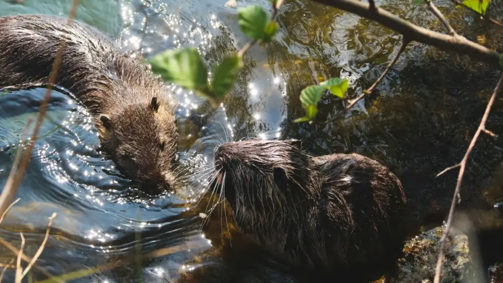 Роҳнамое амалӣ барои креаторони Тоҷикистон: чӣ тавр тавассути Telegram ба брендҳои Парагвай расидан, шартнома кардан ва лукбукҳои фурӯшандасоз созмон дод.