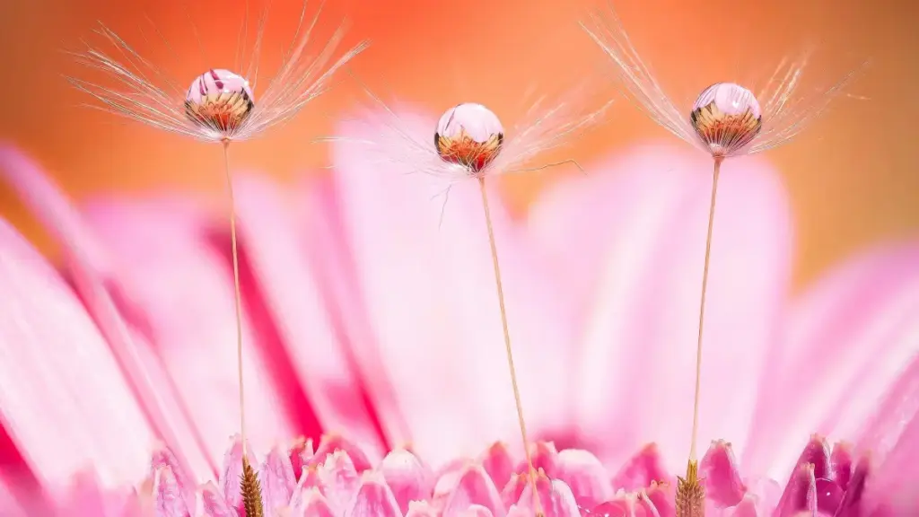 Роҳнамои амалии ба рекламадиҳандагони Тоҷикистон: чӣ тавр криэйторҳои Douyin дар Алҷазоир пайдо карда, фолловерҳоро ба харидор табдил додан мумкин аст.