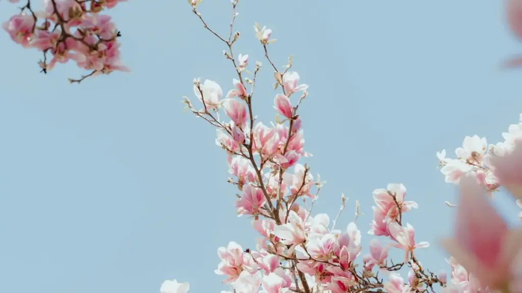 Қадамҳои амалии пайдо кардан ва ҳамкорӣ бо креаторҳои Бразилия дар экосистемаи Amazon ва платформаҳои мустақим барои расидан ба мухлисон ва мусиқӣ; стратегияҳо, мисолҳо ва хулосаҳо.