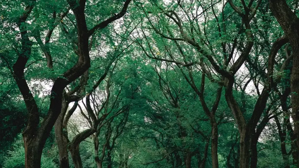 Роҳнамо барои рекламадорон дар Тоҷикистон: чӣ тавр созандагони Viber-и Эфиопияро пайдо, санҷида ва ҳамкорӣ кардан — бо мисолҳо, таблиқаи маълумот ва стратегияҳои амалӣ.