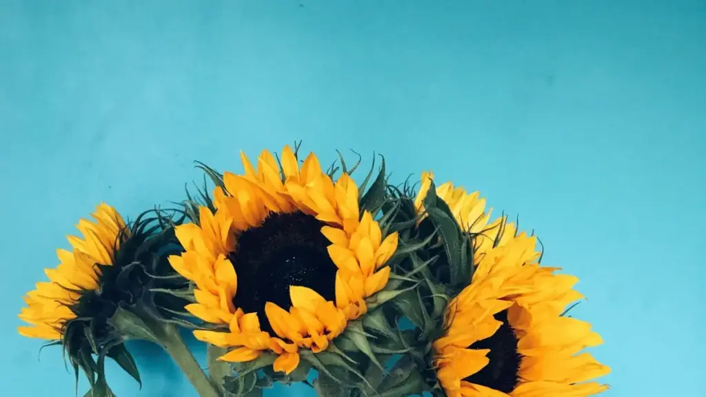 Қадам ба қадам: стратегияҳо ва шаблонҳои паёмбарӣ барои креаторҳои тоҷик, то ба брендҳои Олмон дар YouTube барои баррасиҳои платформаҳои таълимӣ бирасед.