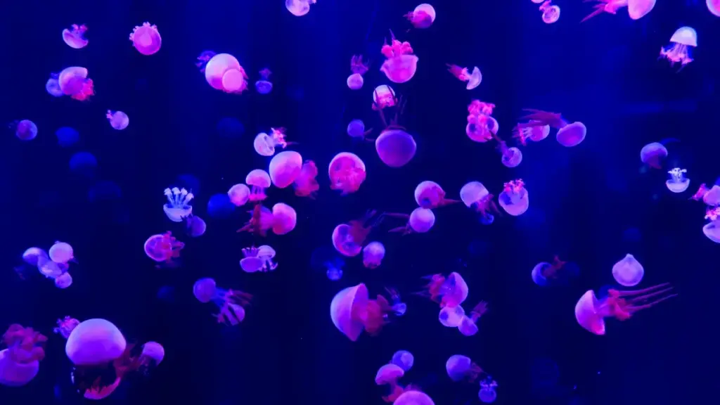 Роҳи воқеӣ барои ба Кувайт брендҳо дар Zalo расидан, онҳоро барои ҳамкорӣ бо туристӣ ҷалб кардан ва хатогиҳои бефоидаи DM-ро канор гузоштан.