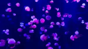 Роҳи воқеӣ барои ба Кувайт брендҳо дар Zalo расидан, онҳоро барои ҳамкорӣ бо туристӣ ҷалб кардан ва хатогиҳои бефоидаи DM-ро канор гузоштан.